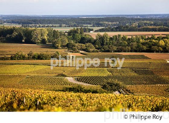 VIGNOBLE DE MEURSAULT,  COTE DE BEAUNE, VINS DE BOURGOGNE, COTE D' OR. (21F01335.jpg)