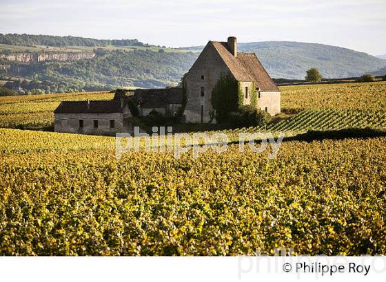 VIGNOBLE DE CHASSAGNE  MONTRACHET, COTE DE BEAUNE, VINS DE BOURGOGNE, COTE D' OR. (21F01415.jpg)