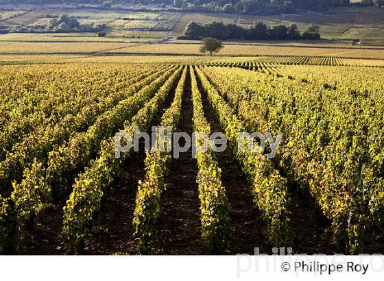 VIGNOBLE DE PULIGNY MONTRACHET, COTE DE BEAUNE, VINS DE BOURGOGNE, COTE D' OR. (21F01530.jpg)
