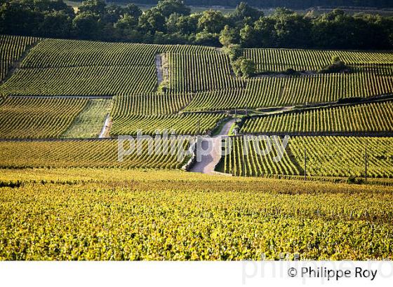 VIGNOBLE DE PULIGNY MONTRACHET, COTE DE BEAUNE, VINS DE BOURGOGNE, COTE D' OR. (21F01533.jpg)