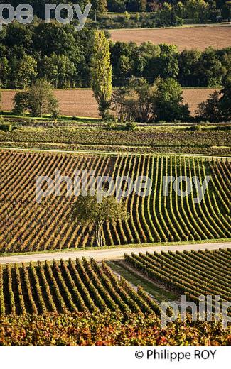 VIGNOBLE DE SANTENAY , COTE DE BEAUNE, VINS DE BOURGOGNE, COTE D' OR. (21F01603.jpg)