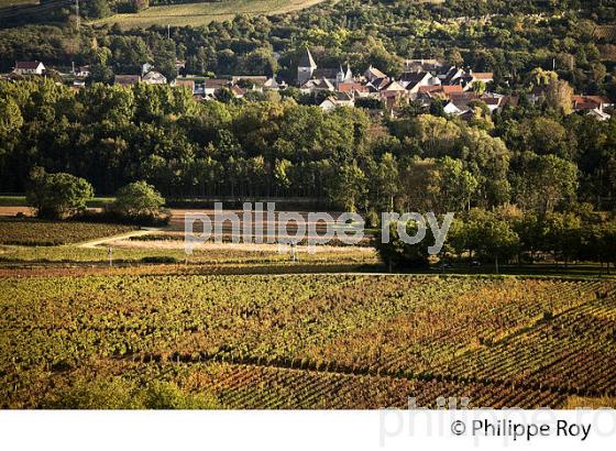 VIGNOBLE DE SANTENAY , COTE DE BEAUNE, VINS DE BOURGOGNE, COTE D' OR. (21F01607.jpg)