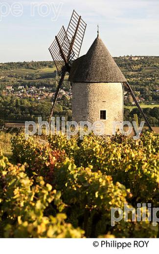 VIGNOBLE DE SANTENAY , COTE DE BEAUNE, VINS DE BOURGOGNE, COTE D' OR. (21F01612.jpg)