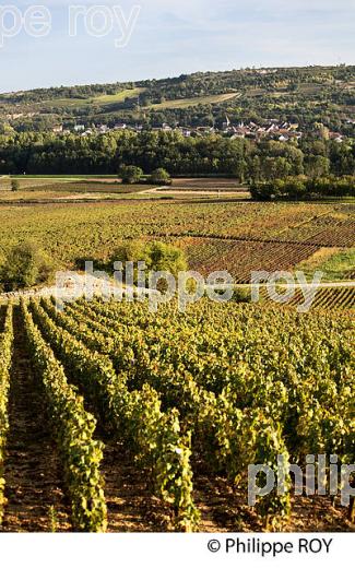VIGNOBLE DE SANTENAY , COTE DE BEAUNE, VINS DE BOURGOGNE, COTE D' OR. (21F01616.jpg)