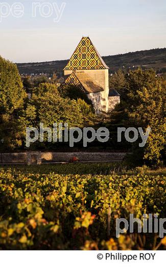 VIGNOBLE DE SANTENAY , COTE DE BEAUNE, VINS DE BOURGOGNE, COTE D' OR. (21F01619.jpg)