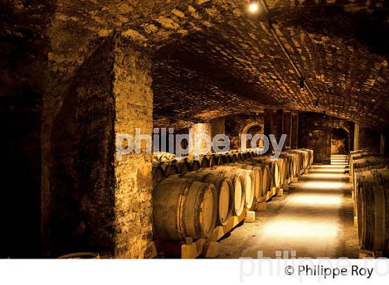 CAVE PATRIARCHE, A BEAUNE,  VINS DE BOURGOGNE, COTE D' OR. (21F01730.jpg)