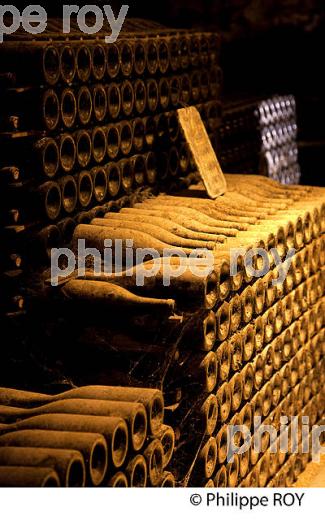 CAVE PATRIARCHE, A BEAUNE,  VINS DE BOURGOGNE, COTE D' OR. (21F01739.jpg)