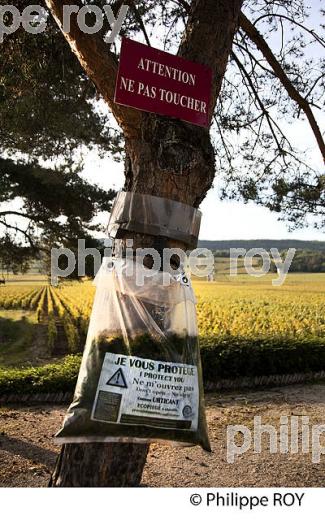 PIEGE POUR CHENILLES,  BOURGOGNE, COTE D' OR. (21F01811.jpg)