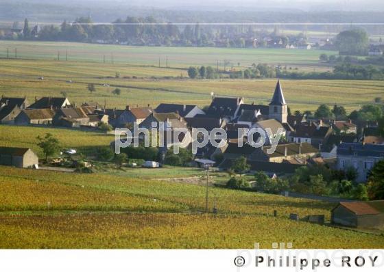 Le vignoble de Bourgogne (21V00118.jpg)