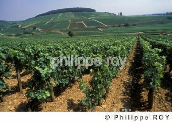 Le vignoble de Bourgogne (21V00124.jpg)