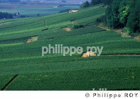 Le vignoble de Bourgogne (21V00203.jpg)