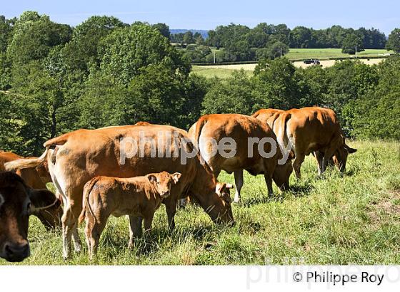 VACHE, RACE LIMOUSINE,  ELEVAGE BOVIN, PLATEAU DE MILLEVACHES, CREUSE, LIMOUSIN. (23F00612.jpg)