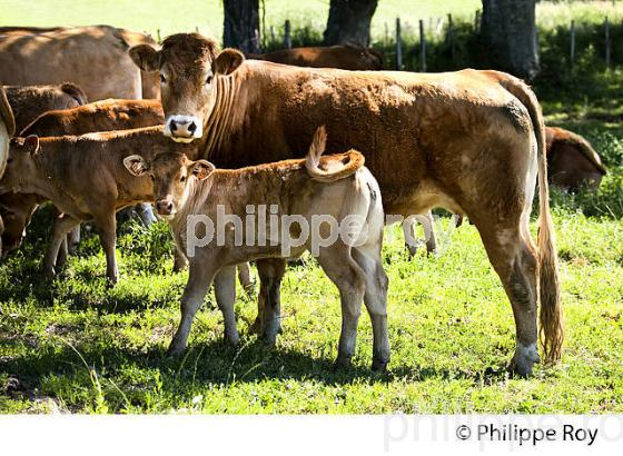 VACHE, RACE LIMOUSINE,  ELEVAGE BOVIN, PLATEAU DE MILLEVACHES, CREUSE, LIMOUSIN. (23F00615.jpg)