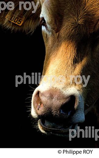 VACHE, RACE LIMOUSINE,  ELEVAGE BOVIN, PLATEAU DE MILLEVACHES, CREUSE, LIMOUSIN. (23F00626.jpg)