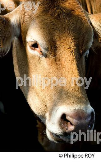 VACHE, RACE LIMOUSINE,  ELEVAGE BOVIN, PLATEAU DE MILLEVACHES, CREUSE, LIMOUSIN. (23F00627.jpg)
