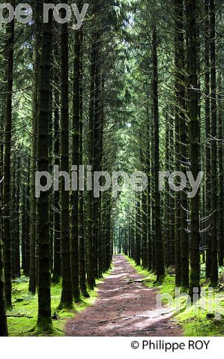 FORET, SAPIN DOUGLAS, PUY MAUPUY,  MONTS DE GUERET, CREUSE, LIMOUSIN. (23F01303.jpg)