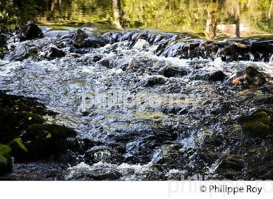 COURS D' EAU, PLATEAU DE MILLEVACHES, GIOUX,  CREUSE, LIMOUSIN. (23F02936.jpg)