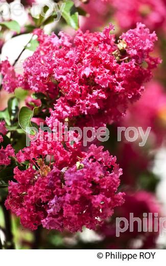 ARBUSTE  DE LAGERSTROEMIA, BERGERAC,  VALLEE DE LA DORDOGNE, PERIGORD POURPRE. (24F07025.jpg)