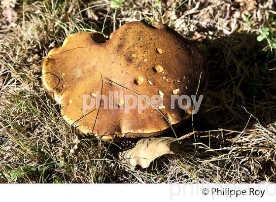 CEPE, CHAMPIGNON, FORET DE LA DOUBLE, GIRONDE. (24F09803.jpg)