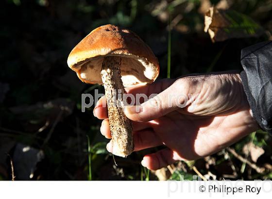 CEPE, CHAMPIGNON, FORET DE LA DOUBLE, GIRONDE. (24F09809.jpg)