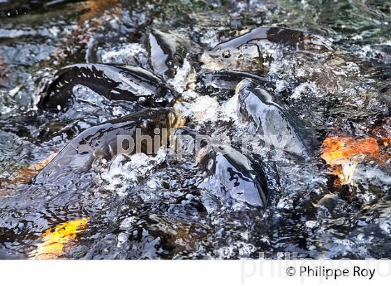 AQUARIUM DU PERIGORD NOIR, LE BUGUE, VALLEE DE LA VEZERE. (24F10638.jpg)