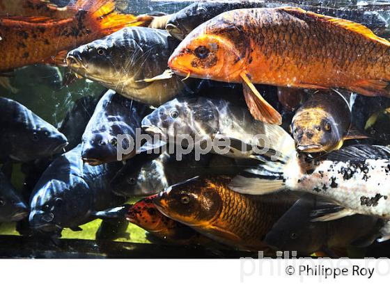 AQUARIUM DU PERIGORD NOIR, LE BUGUE, VALLEE DE LA VEZERE. (24F10701.jpg)