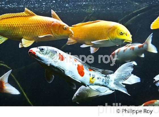 AQUARIUM DU PERIGORD NOIR, LE BUGUE, VALLEE DE LA VEZERE. (24F10710.jpg)