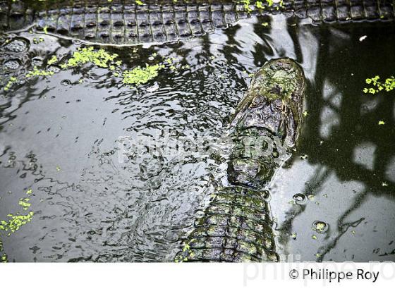 AQUARIUM DU PERIGORD NOIR, LE BUGUE, VALLEE DE LA VEZERE. (24F10713.jpg)