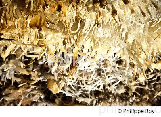 LES GROTTES DE MAXANGE, BUISSON DE CADOUIN , VALLEE DE LA DORDOGNE. (24F10723.jpg)