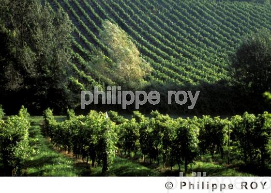 Le vignoble de Dordogne (24V00232.jpg)