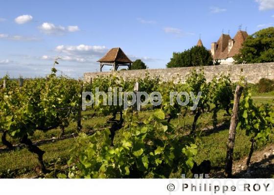 Le vignoble de Dordogne (24V00319.jpg)
