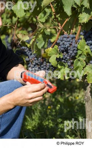 Le vignoble de Bergerac (24V00425.jpg)