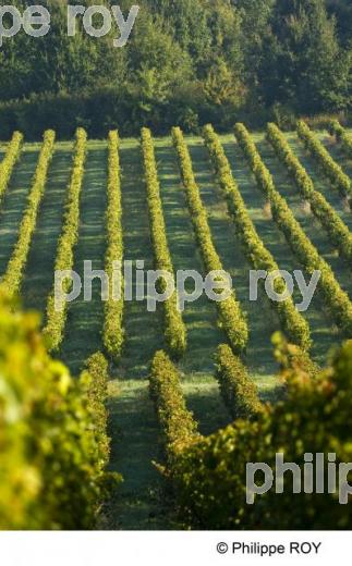 Le vignoble de Bergerac (24V00434.jpg)