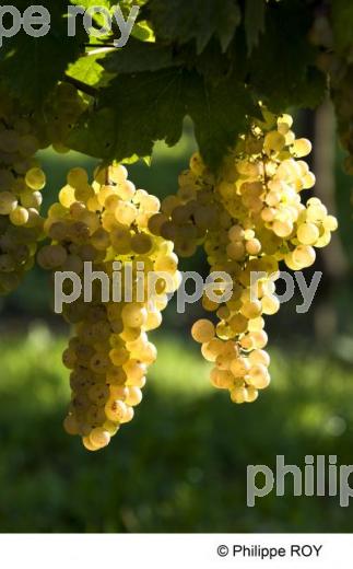 Le vignoble de Bergerac (24V00439.jpg)