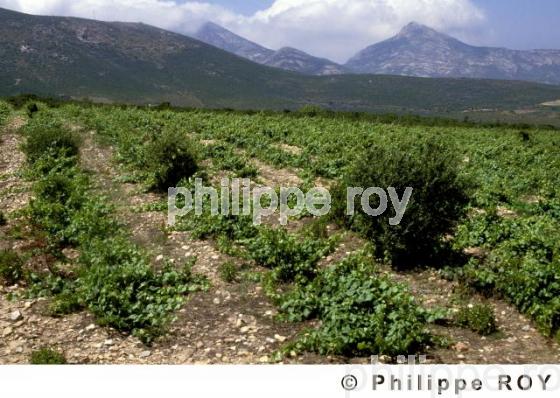 Le vignoble Corse (2BV00106.jpg)