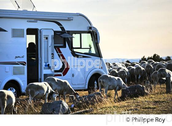 TROUPEAU DE MOUTONS ET CAMPING-CAR,  AU SOMMET DU  MONT AIGOUAL ,  CEVENNES , GARD, LANGUEDOC. (30F00132.jpg)