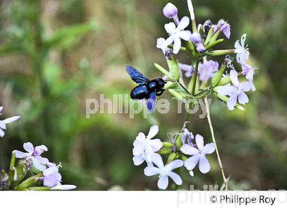 BOURDON BLEU ET FLEUR SAPONAIRE,  FLORE DU  MONT AIGOUAL,  PAYSAGE   DES CEVENNES ,  GARD, LANGUEDOC. (30F00303.jpg)