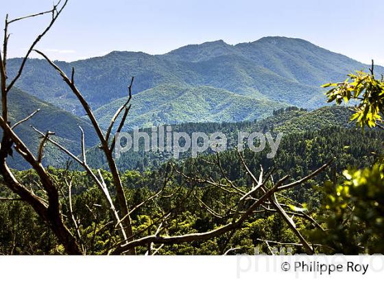 PANORAMA SUR LE  MASSIF DE L' AIGOUAL DEPUIS LA CORNICHE DES CEVENNES , SAINT JEAN DU GARD. (30F00925.jpg)