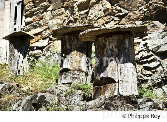 RUCHER TRONC, LA CLEDE DE PEYRIC, FERME CEVENOLE, AUJAC,  VALLEE DE LA CEZE, CEVENNES, GARD. (30F02029.jpg)