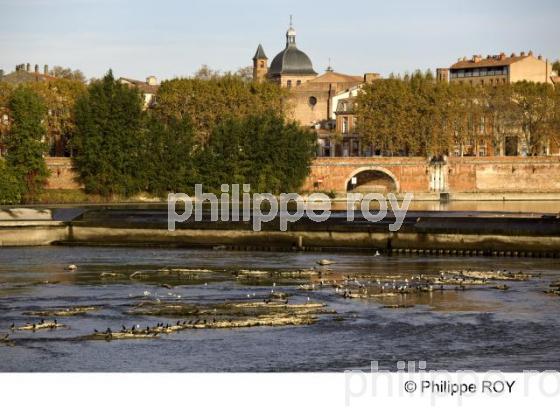 Toulouse - Haute Garonne (31F00609.jpg)