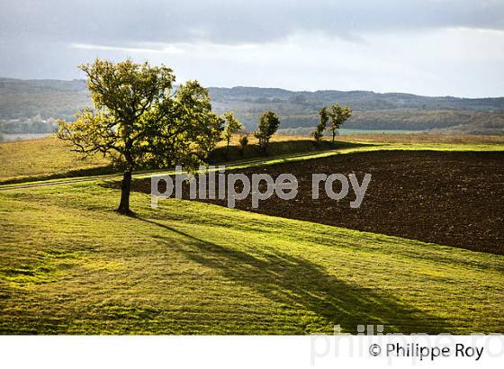 PAYSAGE AGRICOLE DE GASCOGNE, A L' AUTOMNE,  GERS. (32F00619.jpg)