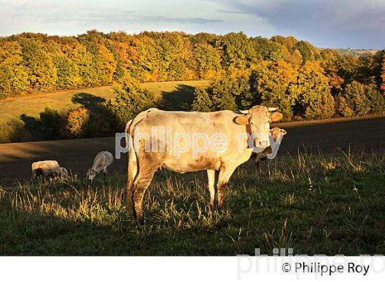 VACHE BLONDE D' AQUITAINE ET PAYSAGE  AGRICOLE DE GASCOGNE, GERS. (32F00630.jpg)