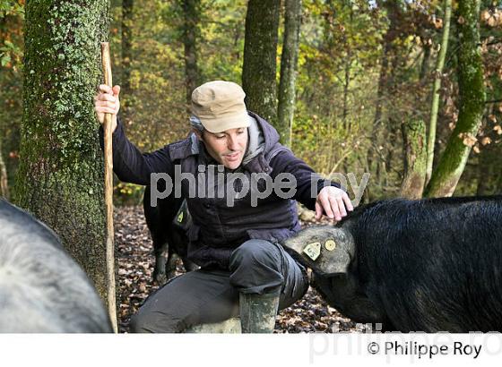 PIERRE GRAU, ELEVEUR DE  PORC NOIR DE BIGORRE EN LIBERTE, GERS, GASCOGNE. (32F00729.jpg)