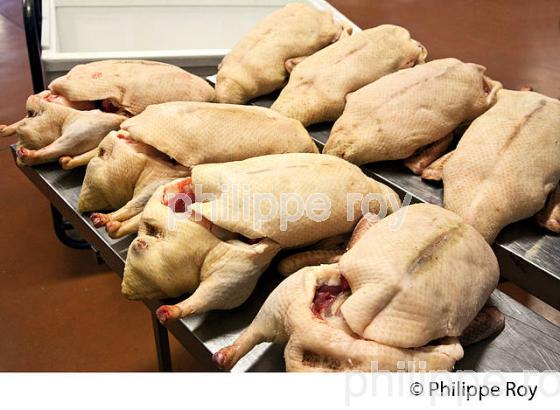 LE MARCHE AU GRAS  DE  SAMATAN,  VENTE DES CARCASSES, GERS, COMMINGES, GASCOGNE. (32F00739.jpg)