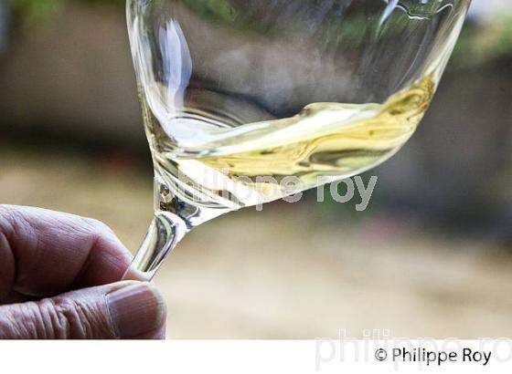VIN  BLANC, PACHERENC DU VIC-BILH, DU CHATEAU MONTUS, MADIRAN, VIGNOBLES BRUMONT, GERS. (32F01031.jpg)