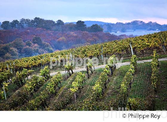 VIGNOBLE D' ARMAGNAC,  CHATEAU DE LAUBADE, SORBETS,  BAS-ARMAGNAC, GERS. (32F01212.jpg)