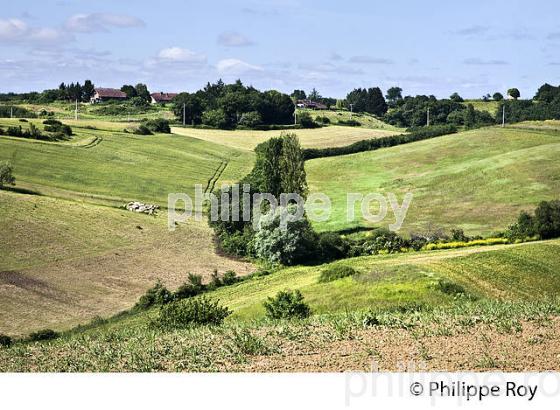 PAYSAGE ARICOLE DU GERS, GASCOGNE. (32F01940.jpg)