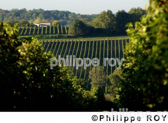 Le vignoble Bordelais (33F03812.jpg)