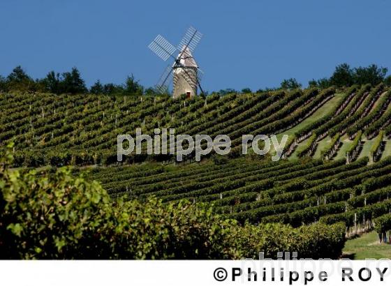 Patrimoine et vignoble (33F03921.jpg)