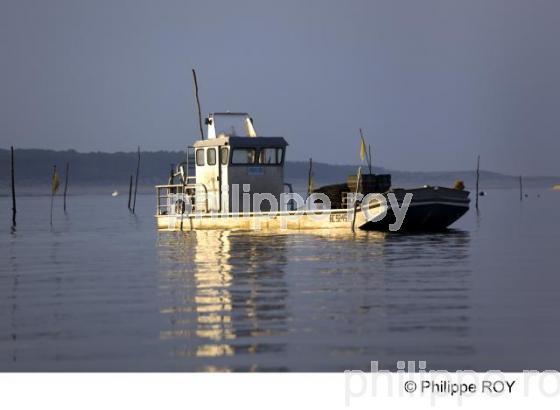 Bassin d' Arcachon - Gironde (33F13812.jpg)